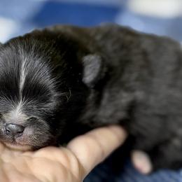 SCAR - Black male Pomeranian puppy in Willis, Texas from Treasured Jewels Pomeranians