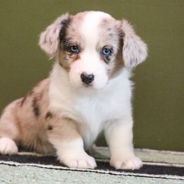 Latte - Blue merle and white female American Corgi puppy in Plains, Montana from Diamond Corgis