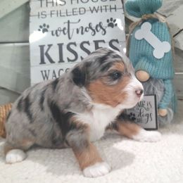 Duncan - Blue merle male Aussiedoodle puppy in Roanoke, Virginia from Miniature Angels Farm