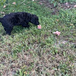 "Blue Collar Male" Poodle Puppies from Abbott Standard Poodles