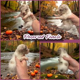 Chocolate Parti Merle Female - Chocolate merle female Pomeranian puppy in Harrah, Oklahoma from Sunshines Pomeranians & Cavapoos