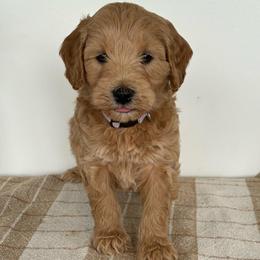 Livvy - Apricot female Goldendoodle puppy in Strasburg, Virginia from Shenandoah Valley Doodles