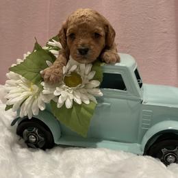 Cockapoo Puppies from Martin's Cockapoos
