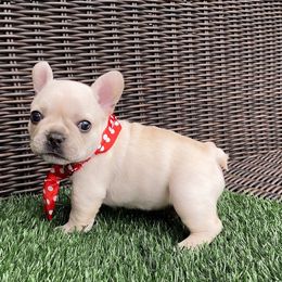French Bulldog Puppies from Woodlands Frenchies
