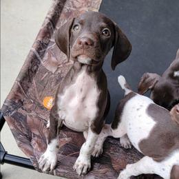 Unity  42 to 49 max weight - Liver and white female German Shorthaired Pointer puppy in Banning, California from ⭐🦆 So Cal on Point GSP'S🇺🇲🇩🇪 lg