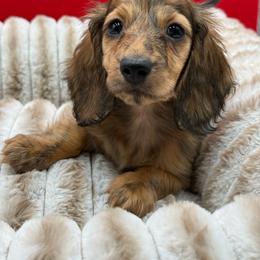 Mocha - Brindle female Dachshund puppy in Corona, California from ChezBeale