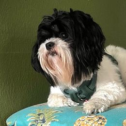 Snoopy - Shih Tzu
