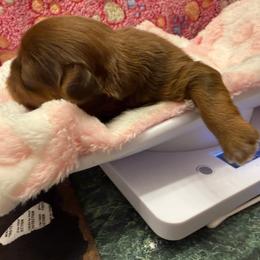 Freyja - Chocolate and tan female Shih Tzu puppy in Brevard, North Carolina from House of Little Lions