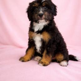 Spice - Tri-color female Double Doodle puppy in Matthews, North Carolina from Weddington Labradoodles