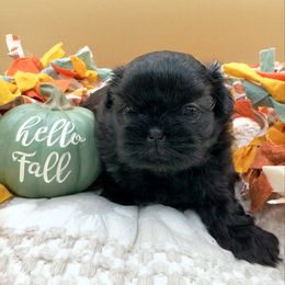 Girl 2 - Black female Shih Tzu puppy in Rhode Island from Sacred Light Shihtzu
