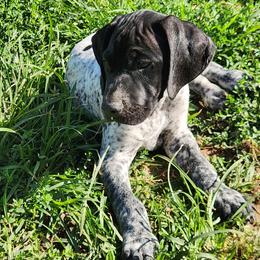 Boy 3 - Black and white male German Shorthaired Pointer puppy in North Syracuse, New York from Lake Effect GSP's