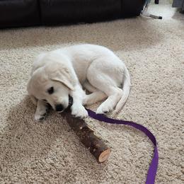 Golden Retriever Puppies from Dandelion Meadows Farm