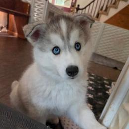 2 Lona - Gray and white female Siberian Husky puppy in Dane, Wisconsin from Sunny Hurricane Siberians