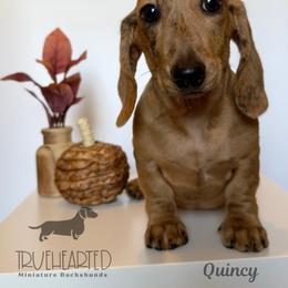 Quincy - Brindle female Dachshund puppy in Royse City, Texas from Truehearted Miniature Dachshunds