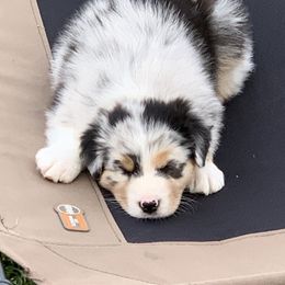 Australian Shepherd Puppies from Integrity Australian Shepherds