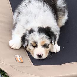 Australian Shepherd Puppies from Integrity Australian Shepherds