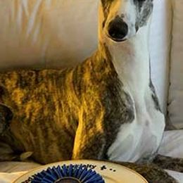 Barbets, Italian Greyhounds, Lagotti Romagnoli, and Whippets from Pinnacle Farm and Kennel