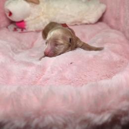 Red collar - Cream male Dachshund puppy in Bristol, Tennessee from It's Mini Wieners Baby