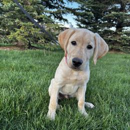 Simba - Yellow male Labrador Retriever puppy in Colorado Springs, Colorado from Front Range Labradors LLC