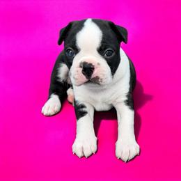 AKC Sketti - Black brindle and white female Boston Terrier puppy in Galena, Kansas from RottNBostons