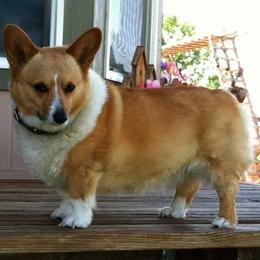 Pembroke Welsh Corgis from NannyKid Farm Corgis