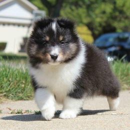 Shetland Sheepdog Puppies from Kristi Walker