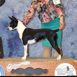 Eos - Rat Terrier