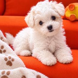 Nelli - White female Bichon Frise puppy in Glen Allen, Virginia from Amori's Royal Bichons