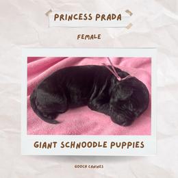Schnoodle Puppies from Gooch Canines (Giant Schnoodles)