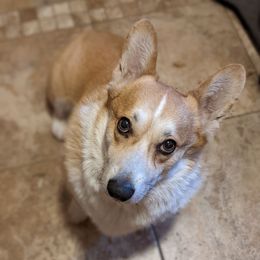 Enzo Matrix - Pembroke Welsh Corgi