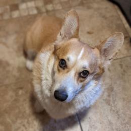 Enzo Matrix - Pembroke Welsh Corgi