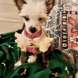 Chihuahua and Chinese Crested Puppies from Western Kentucky Chihuahua’s and Chinese Crested’s