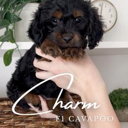 Charm - Black and tan male Cavapoo puppy in South Jordan, Utah from Wonderful World Doodles