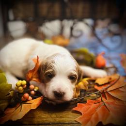 Frosty - Parti male Goldendoodle puppy in Bradenton, Florida from Christianna’s Mini Goldendoodles