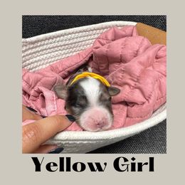 Yellow Girl- Lucy - Blue merle Aussiedoodle puppy in Columbus, Ohio from FamilyOodles