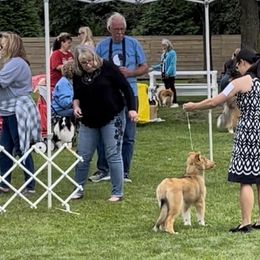 Collies from Covenant Collies