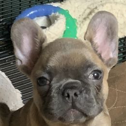 French Bulldog Puppies from Monarchy's Finest French Bulldogs