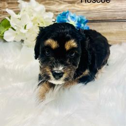 Roscoe - Black phantom male Aussiedoodle puppy in Hamilton, Michigan from White Pine Farm