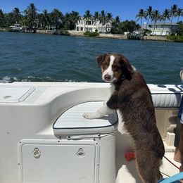 Australian Shepherd Puppies from JS Aussies
