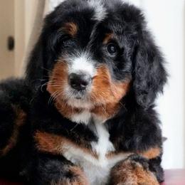 Faith - Tri-color female Bernedoodle puppy in Folsom, Louisiana from DoodlesFarmCo