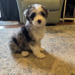 Josie - Blue merle female Aussiedoodle puppy in Charleston, Arkansas from Lazy S Aussies
