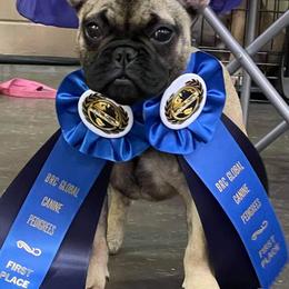 French Bulldogs from Southern Sweet Bullies