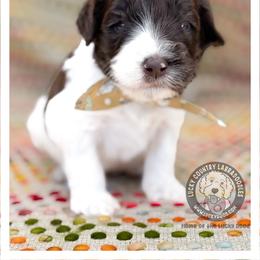 Mister Brown - Chocolate male Australian Labradoodle puppy in Wake Forest, North Carolina from Lucky Country Labradoodles