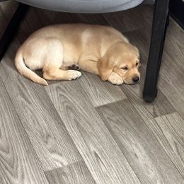 Labrador Retriever Puppies from County Line Gun Dogs