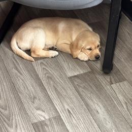 Labrador Retriever Puppies from County Line Gun Dogs