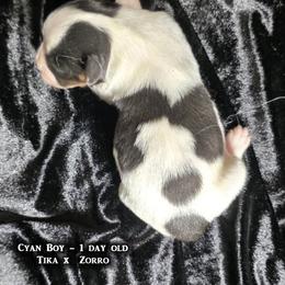 Boy 1 - male Papillon puppy in Cadiz, Kentucky from Tiny Treasures Papillons