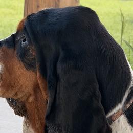 Basset Hounds from Baldwin Ranch Bloodlines