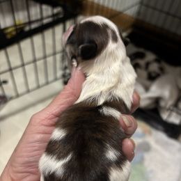 Girl 3 - Gold and white female Shih Tzu puppy in Manlius, New York from Dorothy Agrippino's Shih Tzus