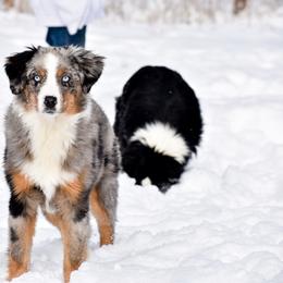 Miniature Australian Shepherd All Grown Up from Rustic Original Aussies