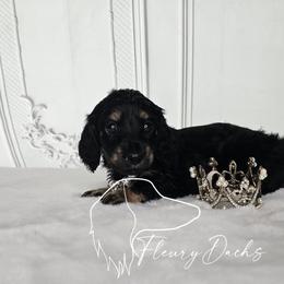 OG1-3 (Yellow collar) - Black and cream female Dachshund puppy in Martin City, Montana from FleuryDachs
